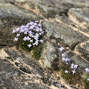 Meet your Posher, Gracie